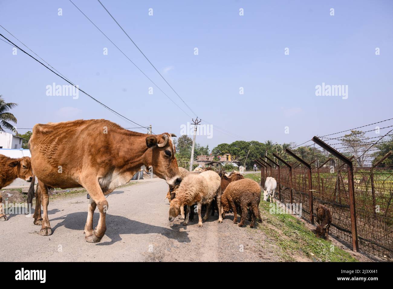 Ein Hirte mit seiner Kuh und Lämmern neben dem internationalen Grenzzaun Indien-Bangladesch. Es wird geschätzt, dass Zehntausende von Rindern jährlich über die 2.216 km lange Grenze zwischen Indien und Bangladesch in Westbengalen nach Bangladesch geschmuggelt werden. Indien. Stockfoto