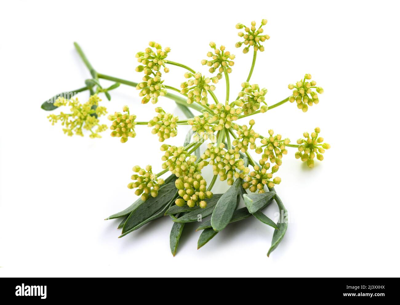 Rock Queller auf weißem Hintergrund Stockfoto