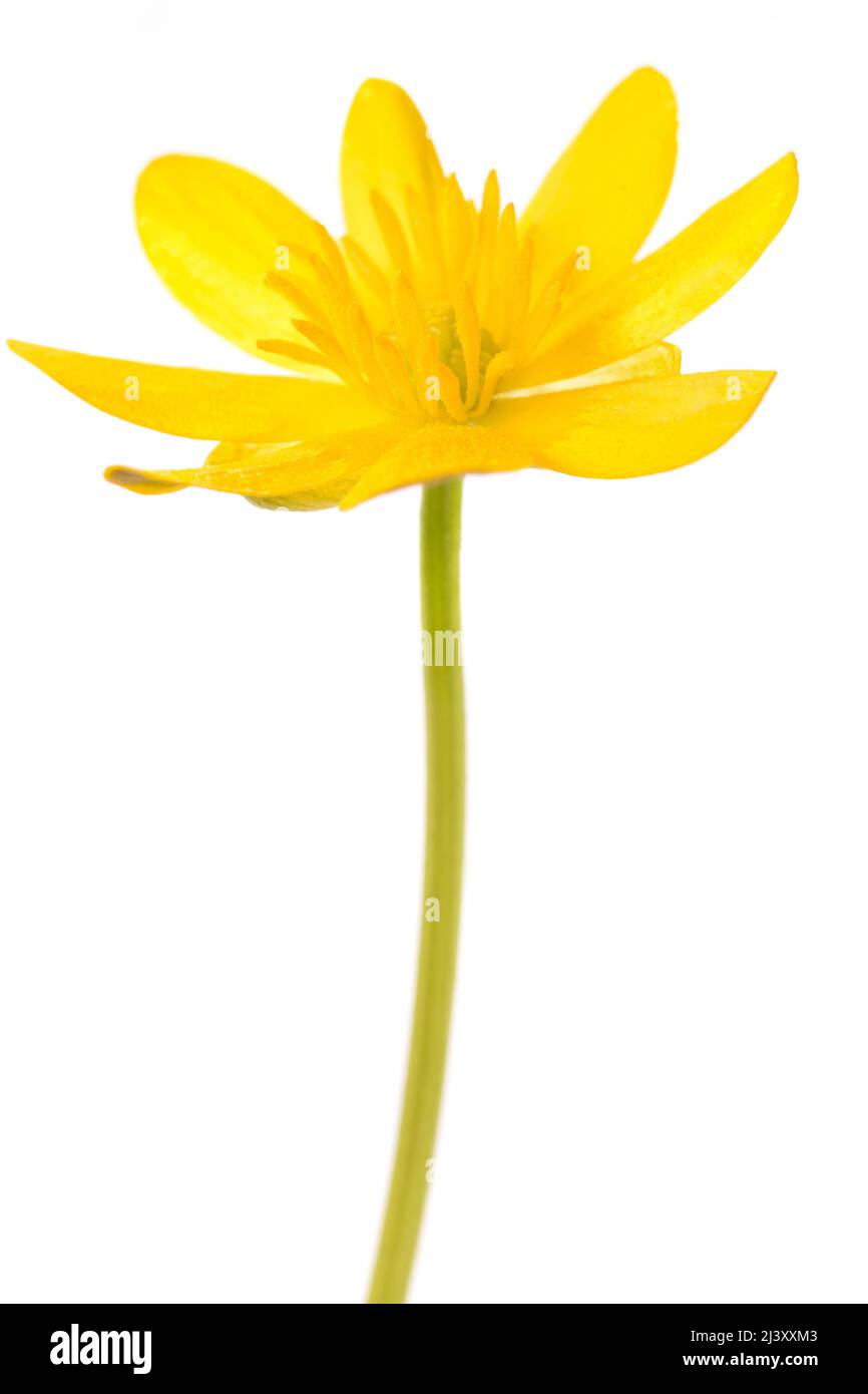 Ficaria verna Blume auf weißem Hintergrund Stockfoto