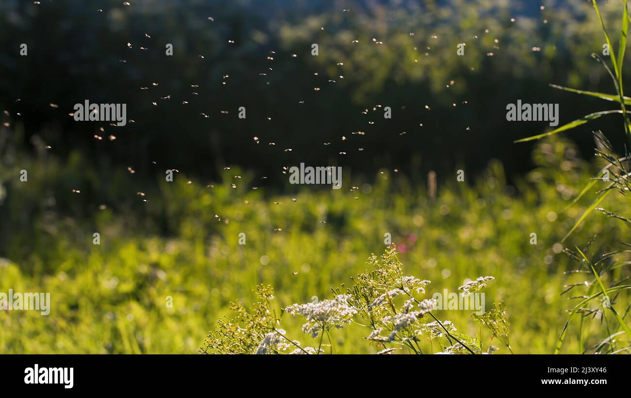 Fliegende Mücken.Kreativ. Im Sonnenlicht schweben kleine schwarze