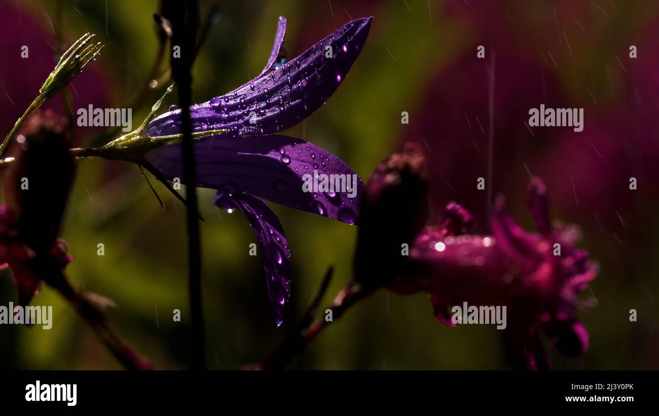 Flieder bläut in einem sommerlichen grünen Feld. Kreativ. Nahaufnahme von schönen Sommerblumen und grünem Gras unter der strahlenden Sonne. Stockfoto