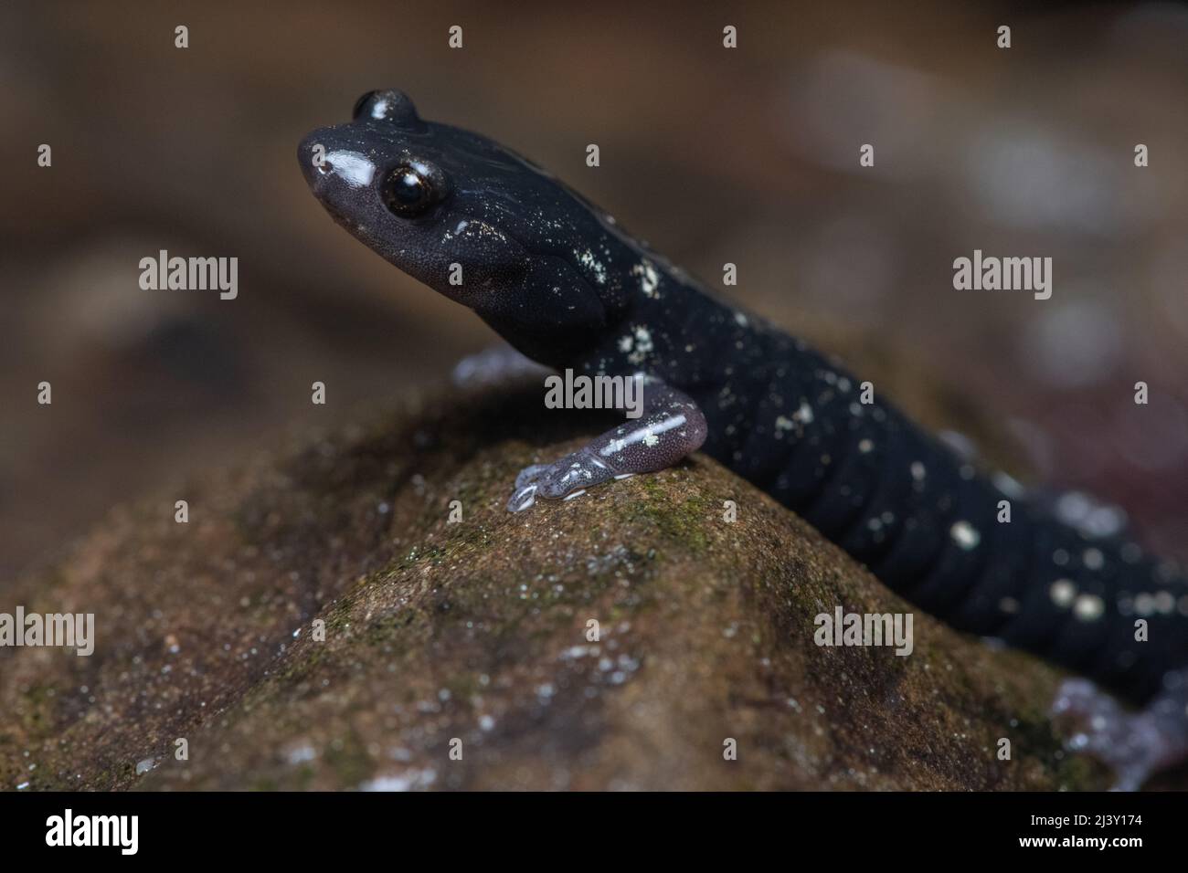 Ein gesprenkelter schwarzer Salamander (Aneides flavipunctatus), ein Amphibium aus Mendocino County in Nordkalifornien, USA, Nordamerika. Stockfoto