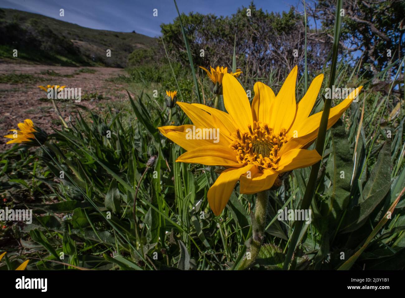 Narrowleaf Mule-Ears (Wyethia angustifolia) blüht im Golden Gate Erholungsgebiet in Marin County, in der Nähe der San Francisco Bay in Kalifornien, USA. Stockfoto