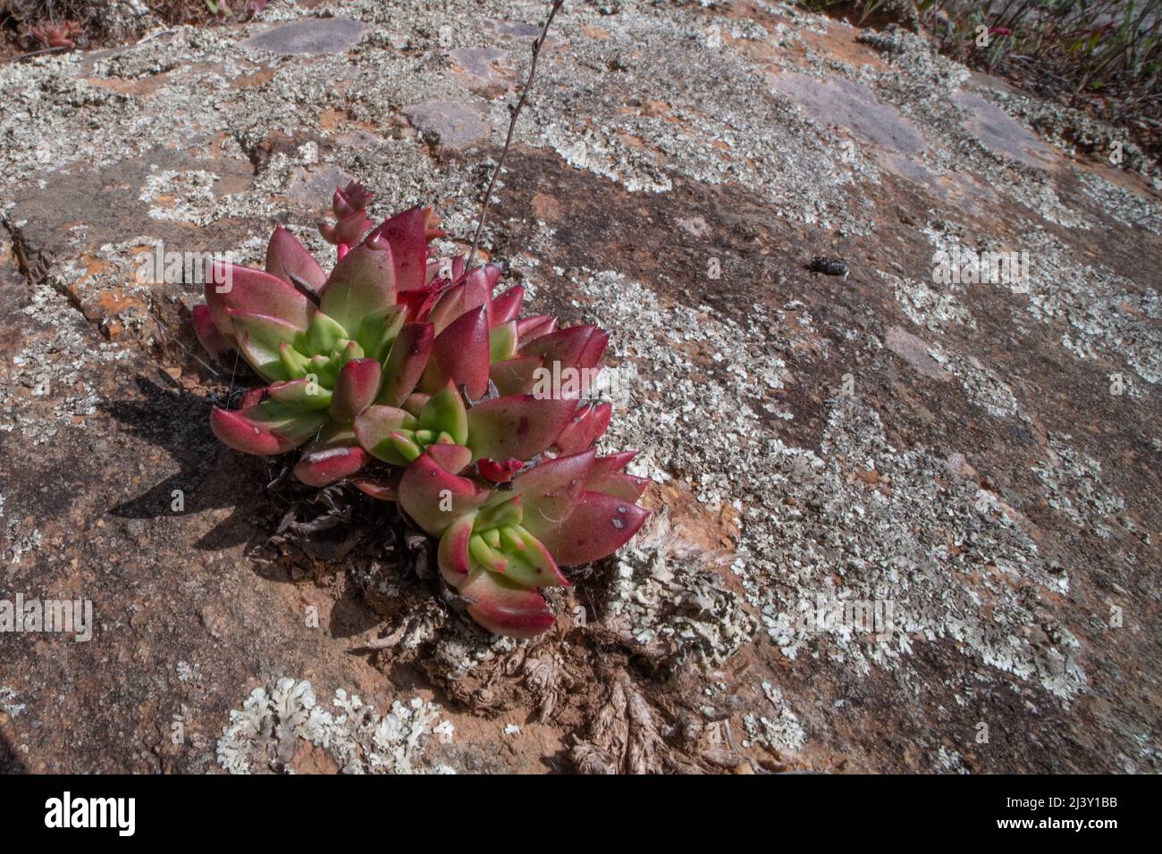Pulvrige Leveforever- oder Bluff-Salat (Dudleya farinosa) eine wilde Sukkkulente, die im Golden Gate National Recreational Area in der Nähe von San Francisco Bay, CA, wächst. Stockfoto