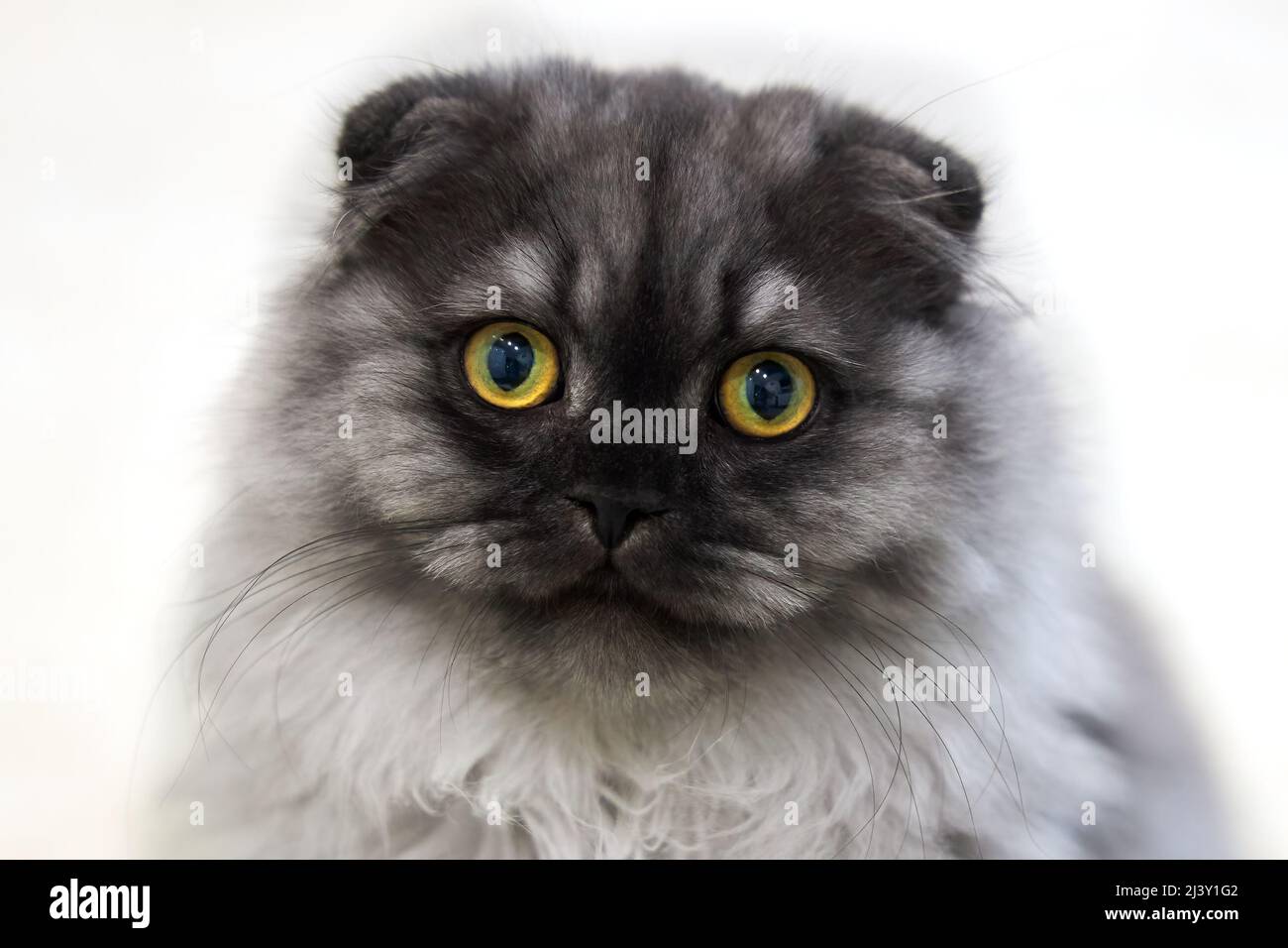 Porträt einer hübschen grauen Katze mit gelben Augen aus der Nähe Stockfoto