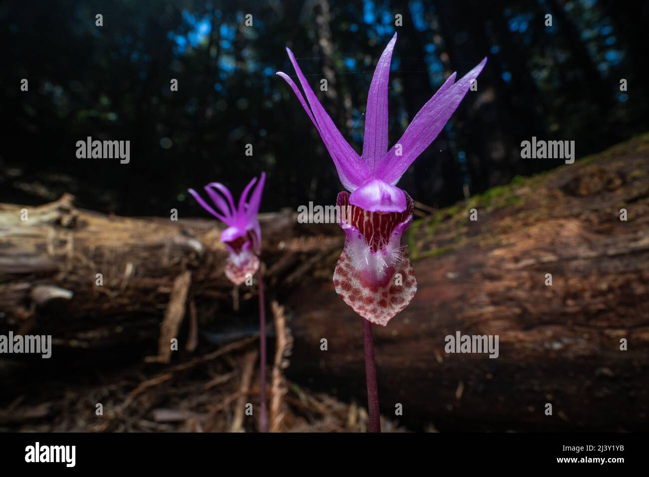 Fairy Slipper Orchidee (Calypso bulbosa) wächst, blüht und blüht auf dem Redwood Waldboden in Nordkalifornien, Nordamerika. Stockfoto
