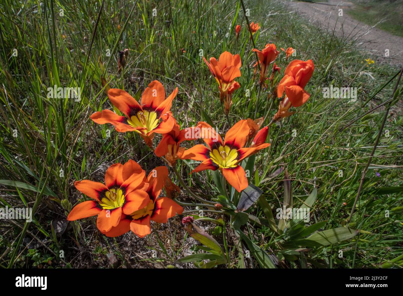 Harlequin-Blume (Sparaxis tricolor) eine lebendige, nicht-einheimische Wildblume, die in der Gegend von San Francisco wächst und von Südafrika aus nach Kalifornien gebracht wird. Stockfoto