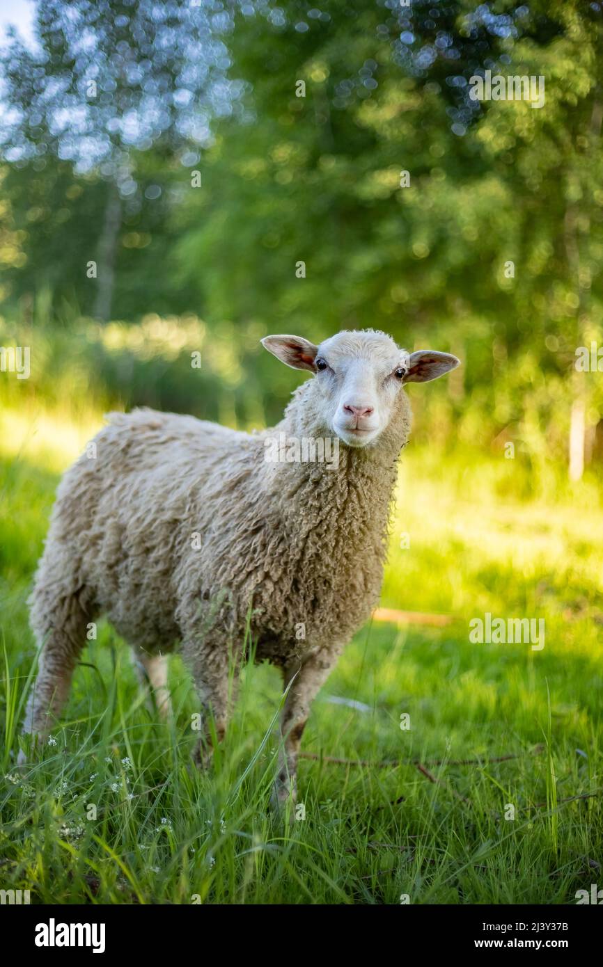 Texel Cross Ewe, ein weibliches Schaf mit ihrem neugeborenen Lamm. Ein zarter Moment zwischen Mutter und Lamm auf einer saftig grünen Wiese. Konzept: Die Liebe einer Mutter. Sp Stockfoto