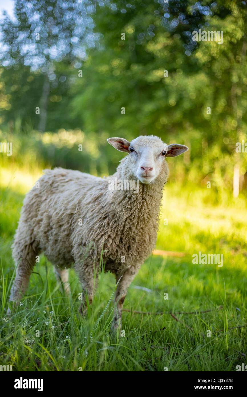Texel mutterschaf mit neugeborenem lamm -Fotos und -Bildmaterial in