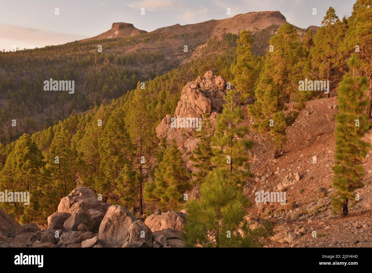 Vulkanlandschaft mit Pinien (Pinus canariensis), Naturpark Corona Forestal Teneriffa Kanarische Inseln Spanien. Stockfoto