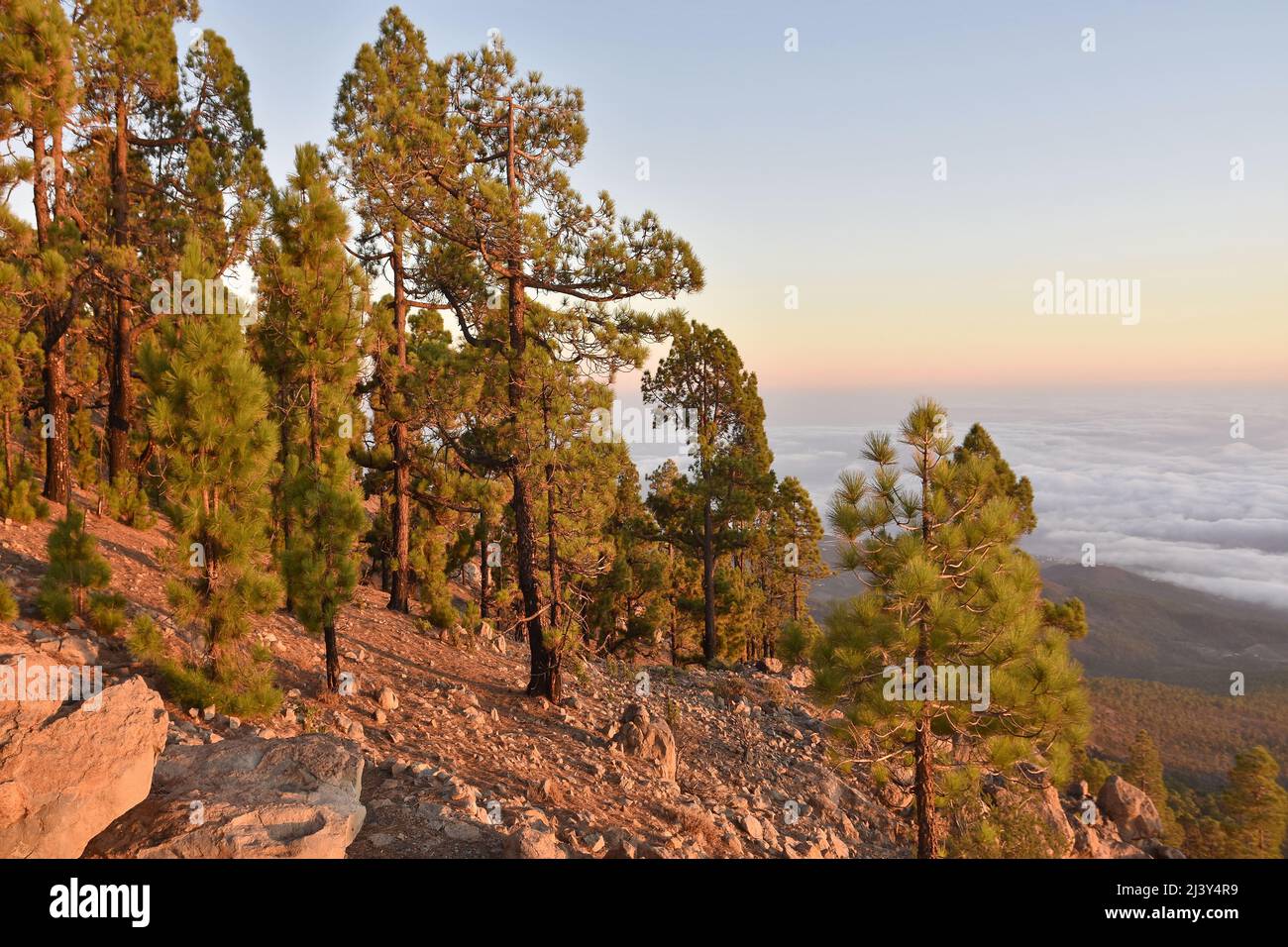 Felsige Landschaft mit Kiefernwald, Blick über die Wolken in der Dämmerung. Naturpark Corona Forestal auf Teneriffa Kanarische Inseln Spanien. Stockfoto