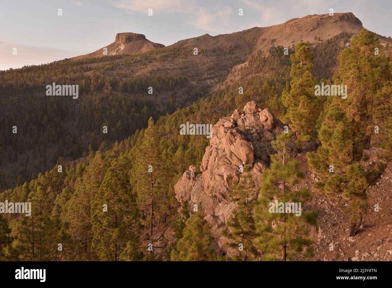 Vulkanlandschaft mit Pinien (Pinus canariensis), Naturpark Corona Forestal Teneriffa Kanarische Inseln Spanien. Stockfoto