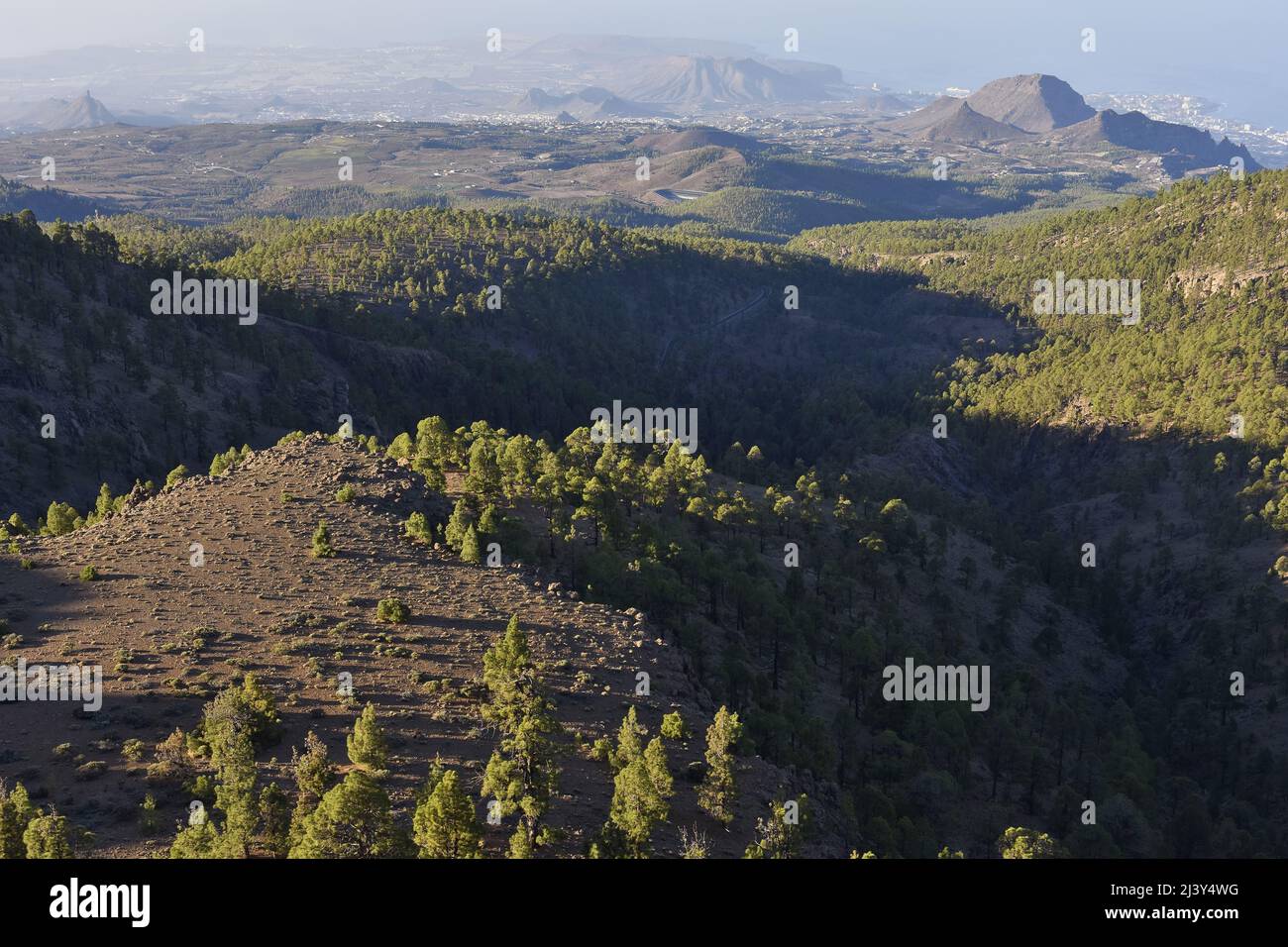 Vulkanische Landschaft mit kanarischen Kiefern (Pinus canariensis), erhöhter Blick auf den trockenen Südwesten von Teneriffa. Stockfoto