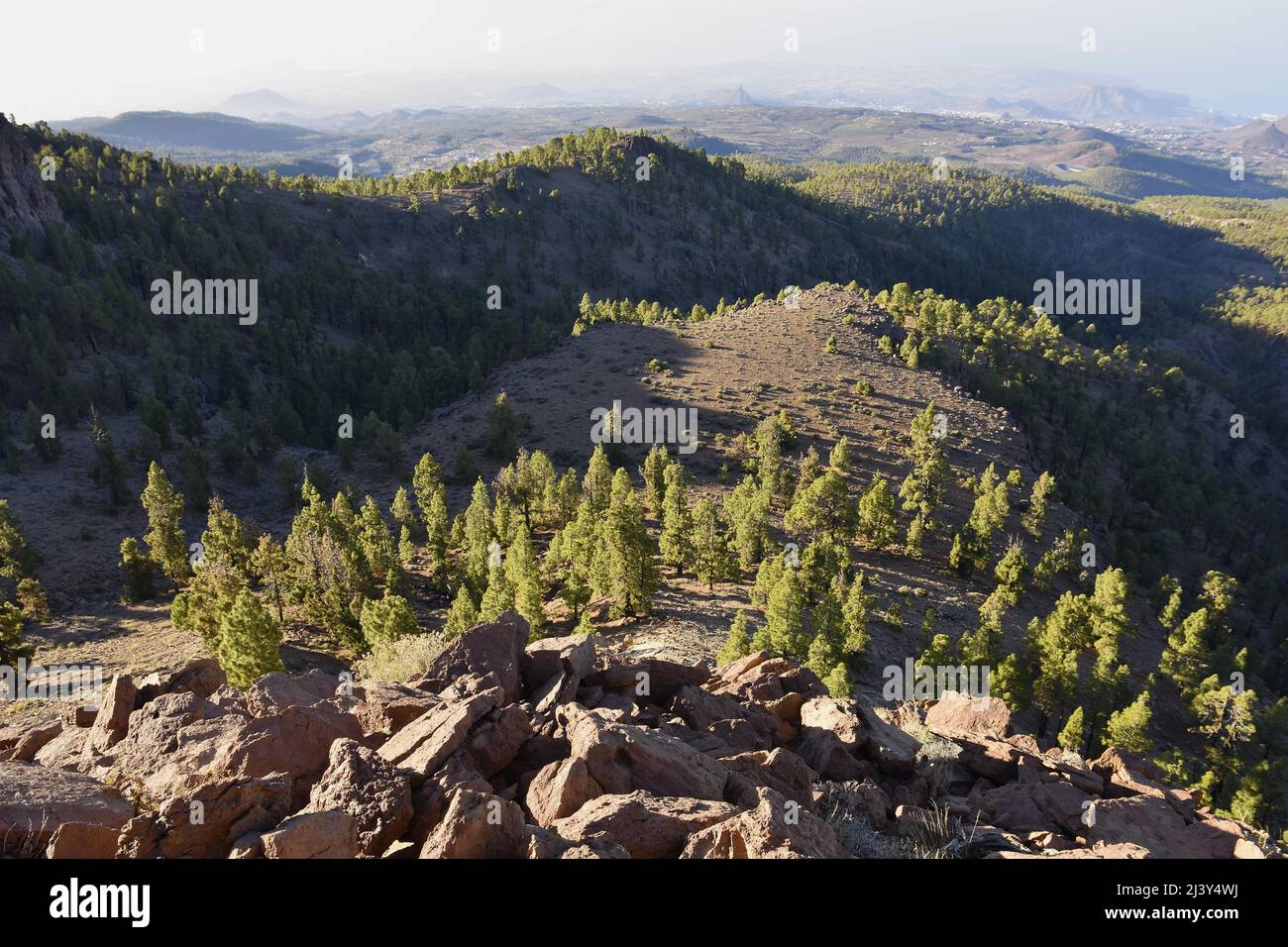 Vulkanische Landschaft mit kanarischen Kiefern (Pinus canariensis), erhöhter Blick auf den trockenen Südwesten von Teneriffa. Stockfoto