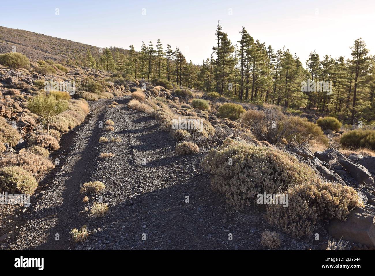 Schotterweg durch die aride Vulkanlandschaft mit Sträuchern und kanarischen Pines, die in der Höhenlage von Teneriffa Kanarische Inseln Spanien wachsen. Stockfoto