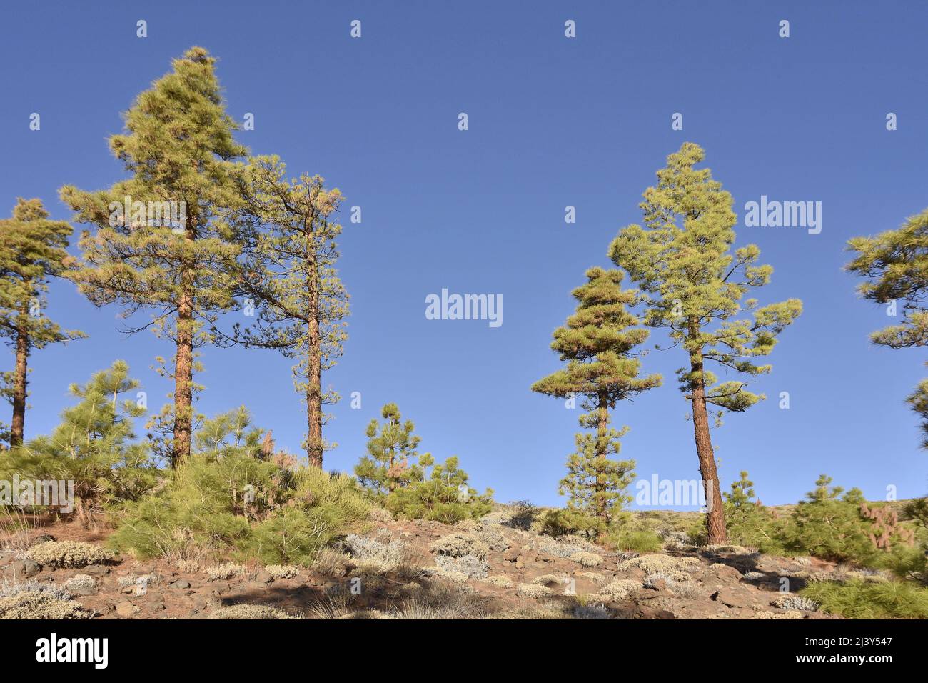 Kanarische Pines (Pinus canariensis) wachsen in der Höhe des Naturparks Corona Forestal, Teneriffa Kanarische Inseln Spanien. Stockfoto