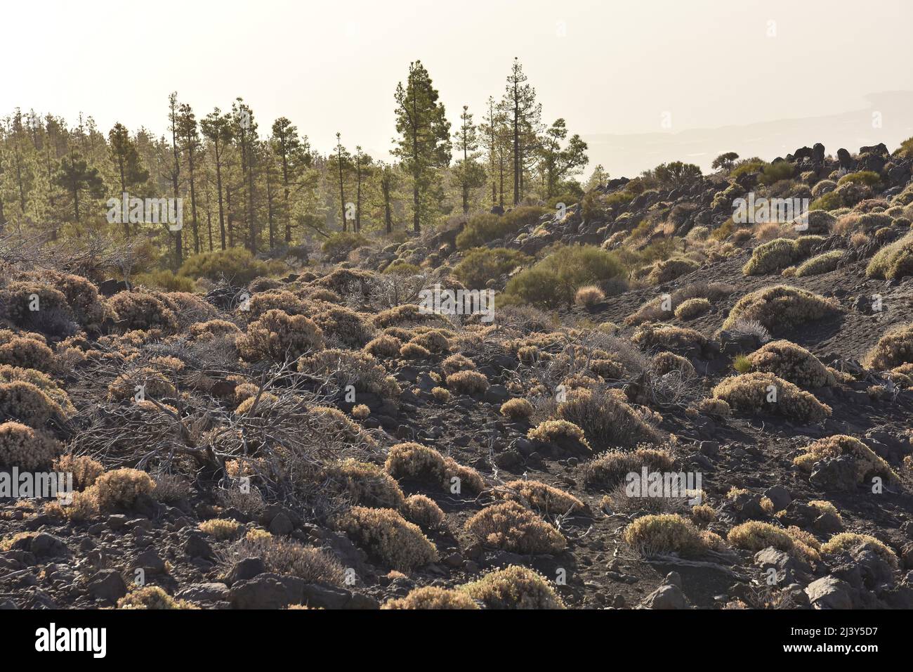 Aride vulkanische Landschaft mit Sträuchern und kanarischen Pines, die in der Höhe von Teneriffa Kanarische Inseln Spanien wachsen. Stockfoto