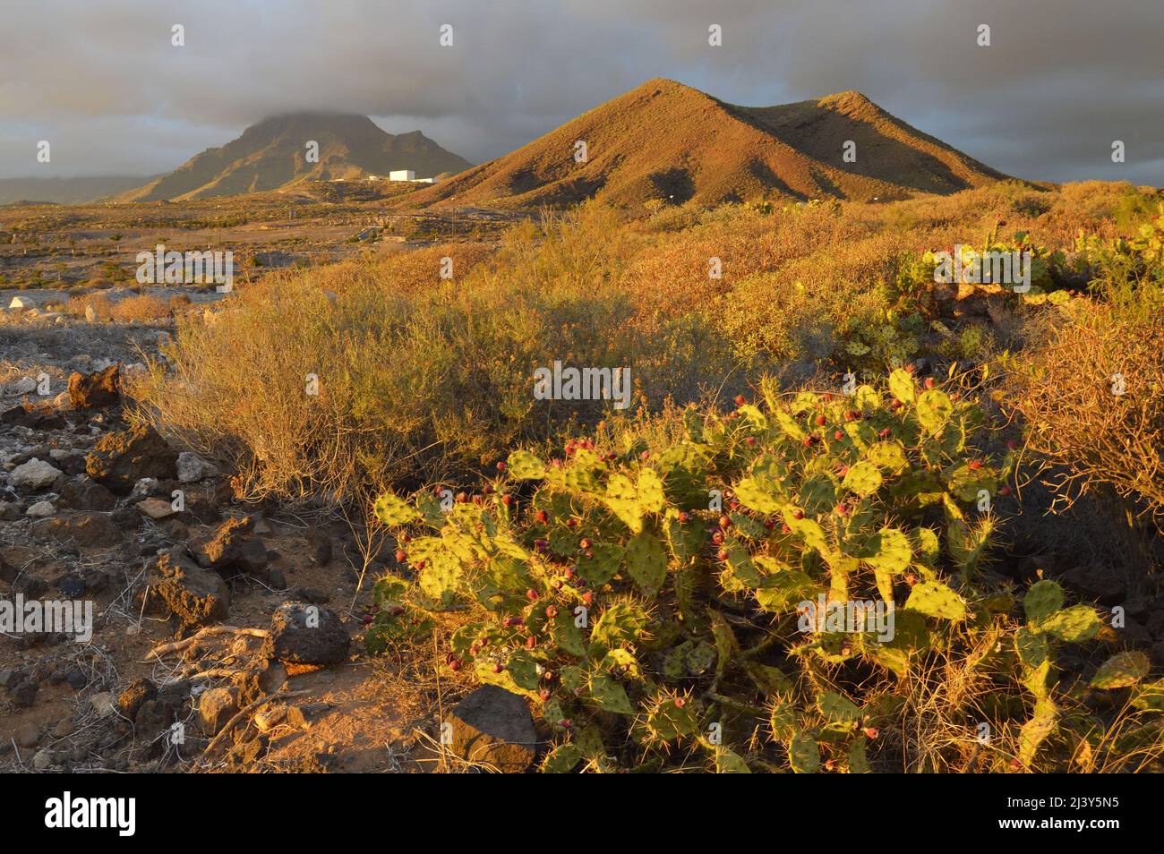 Opuntia dillenii (Kakteen mit Kakteen aus der ariden Vulkanlandschaft von Arona im Südwesten der Kanarischen Inseln Teneriffa, Spanien). Stockfoto