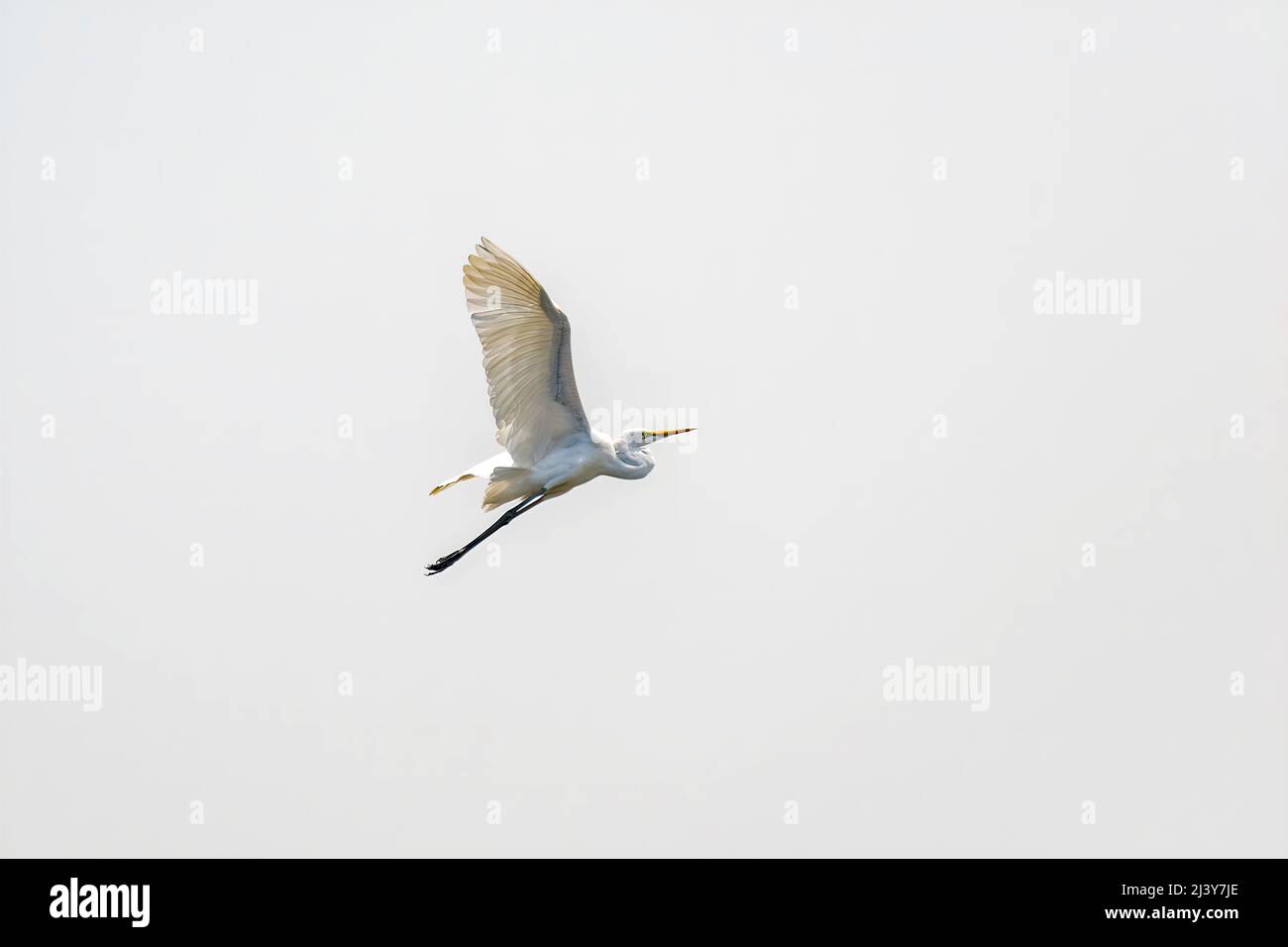 Weißer Reiher, Ardea alba, Vogel, der am Himmel mit weit geöffneten Flügeln fliegt Stockfoto