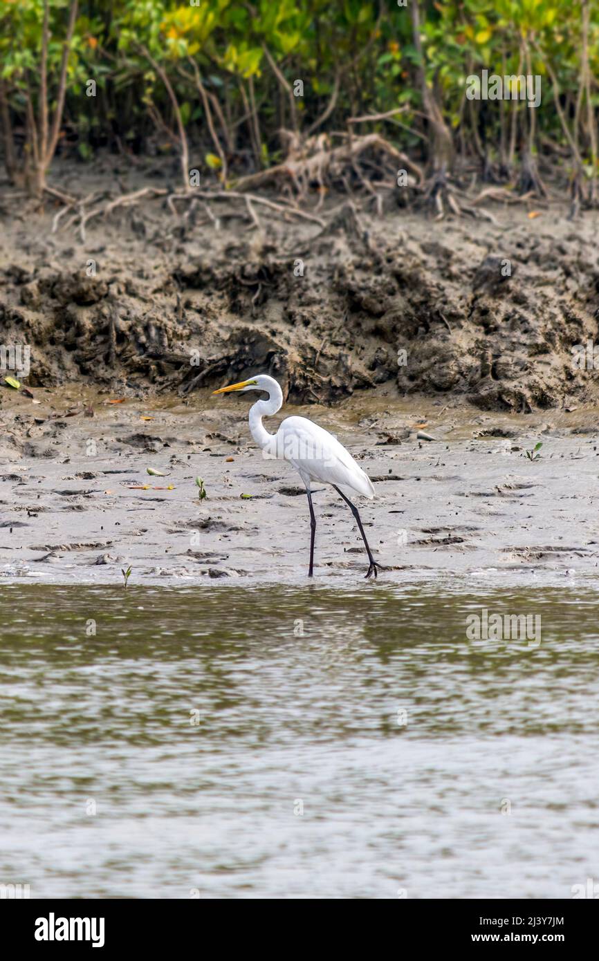 Weißer Reiher, Ardea alba, Vogel beim Spazierengehen am Flussufer in Bangladesch Sundarbans, Sumpfwald Stockfoto