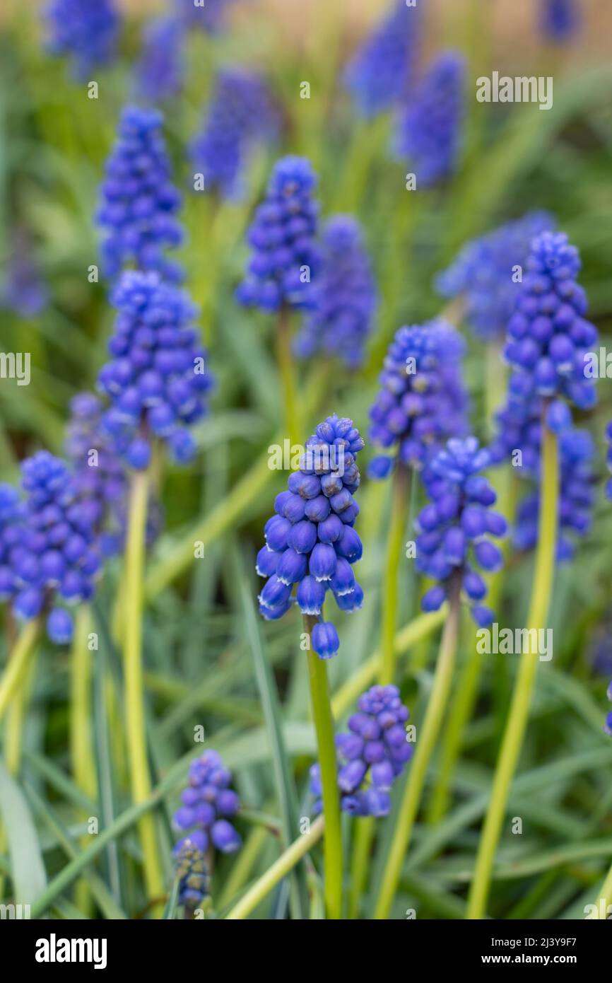 Eine Nahaufnahme von Muscari armeniacum (Traubenhyazinth) blau/lila Blüten, die im April in einem englischen Garten wachsen. Bei indirektem Licht (kein Sonnenschein) Stockfoto