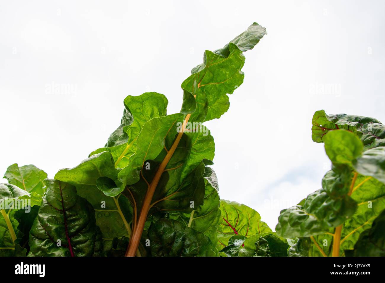 Braune violette adern -Fotos und -Bildmaterial in hoher Auflösung – Alamy