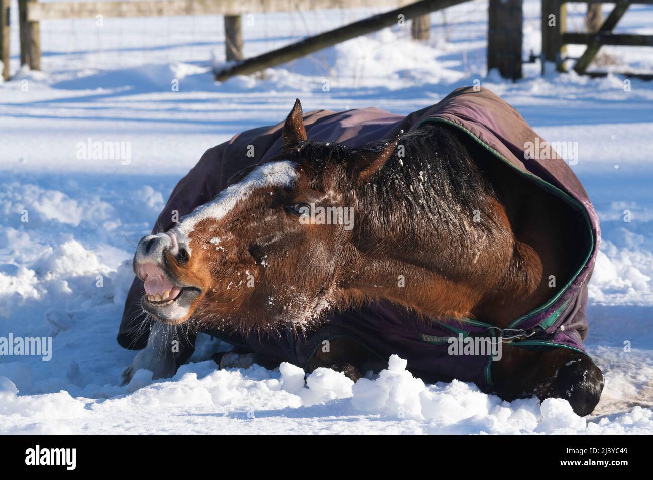 Ein Vollblut-Pferd aus der Bucht, das im Schnee liegt und die Flehmenreaktion aufgrund der Koliken von Pferden ausgibt Stockfoto