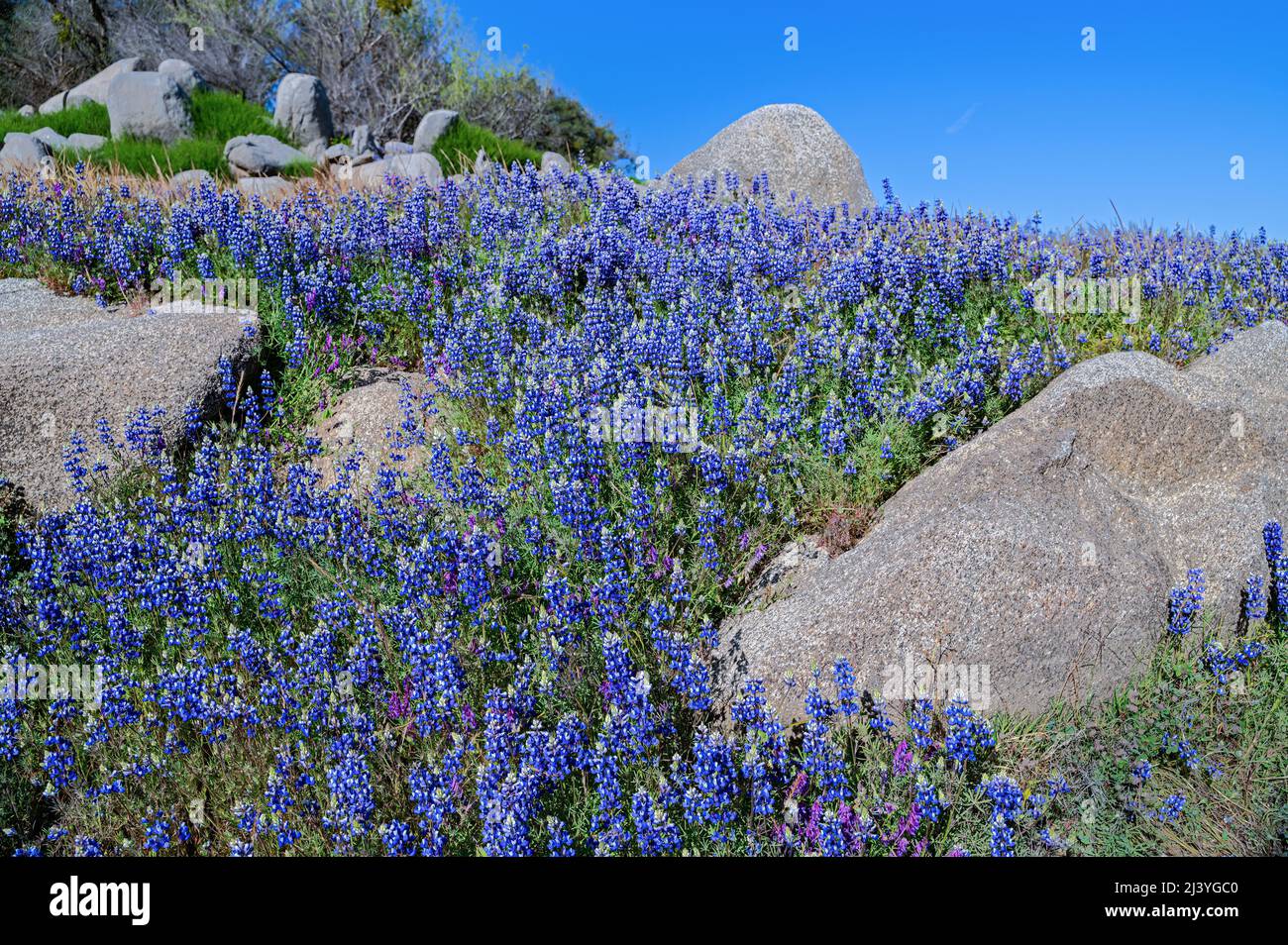 Lupinen am Folsom Lake, Kalifornien Stockfoto