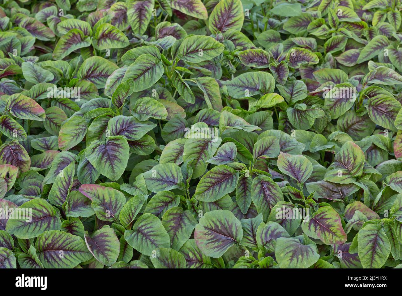 Amaranth edibla 'Yin Choy' , chinesischer Spinat, der im Gewächshaus in Kalifornien wächst. Stockfoto
