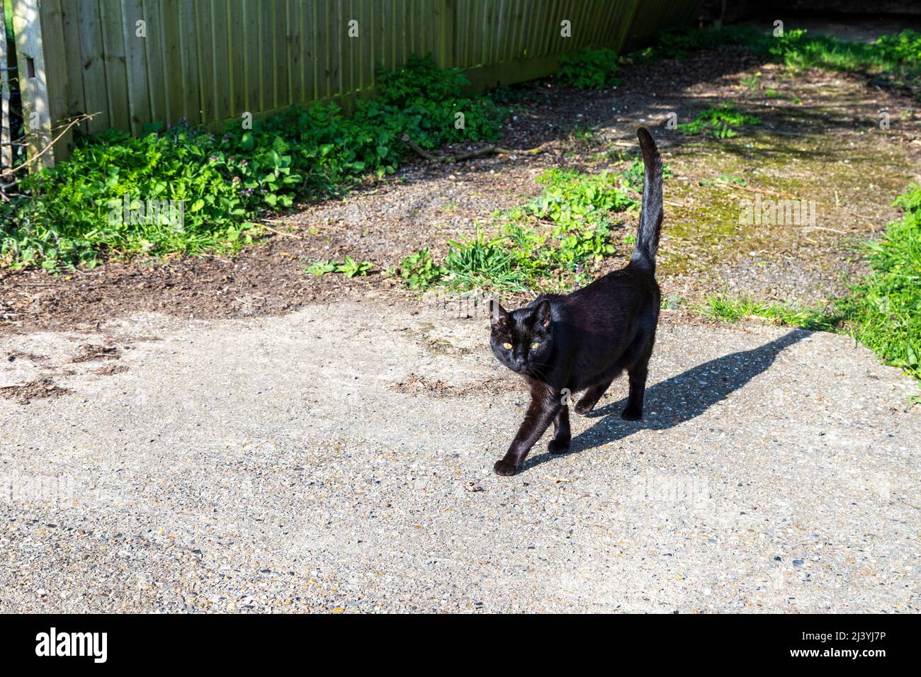 Schwarze Katze, die über einen Pfad läuft Stockfoto