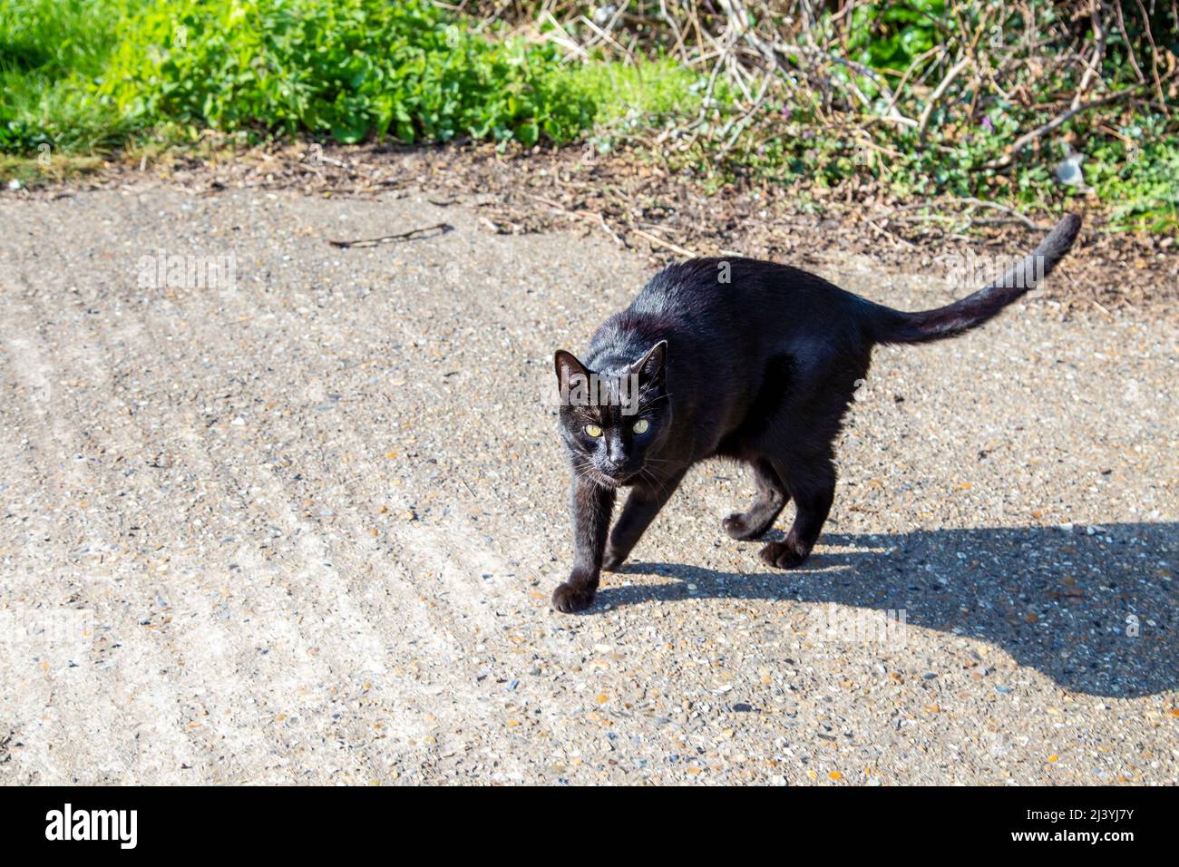 Eine schwarze Katze, die über einen Pfad geht Stockfoto