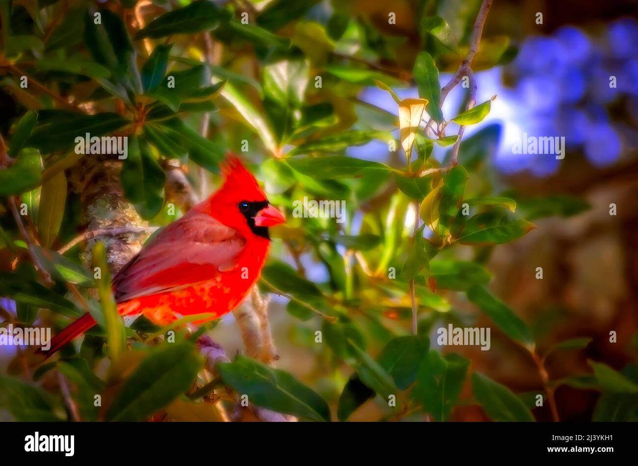 Ein männlicher nördlicher Kardinal (Cardinalidae) steht in einer Eiche, 16. Februar 2022, in CODEN, Alabama. Kardinäle sind mittelgroße Singvögel. Stockfoto Ein männlicher nördlicher Kardinal (Cardinalidae) steht in einer Eiche, 16. Februar 2022, in CODEN, Alabama. Kardinäle sind mittelgroße Singvögel. Stockfoto