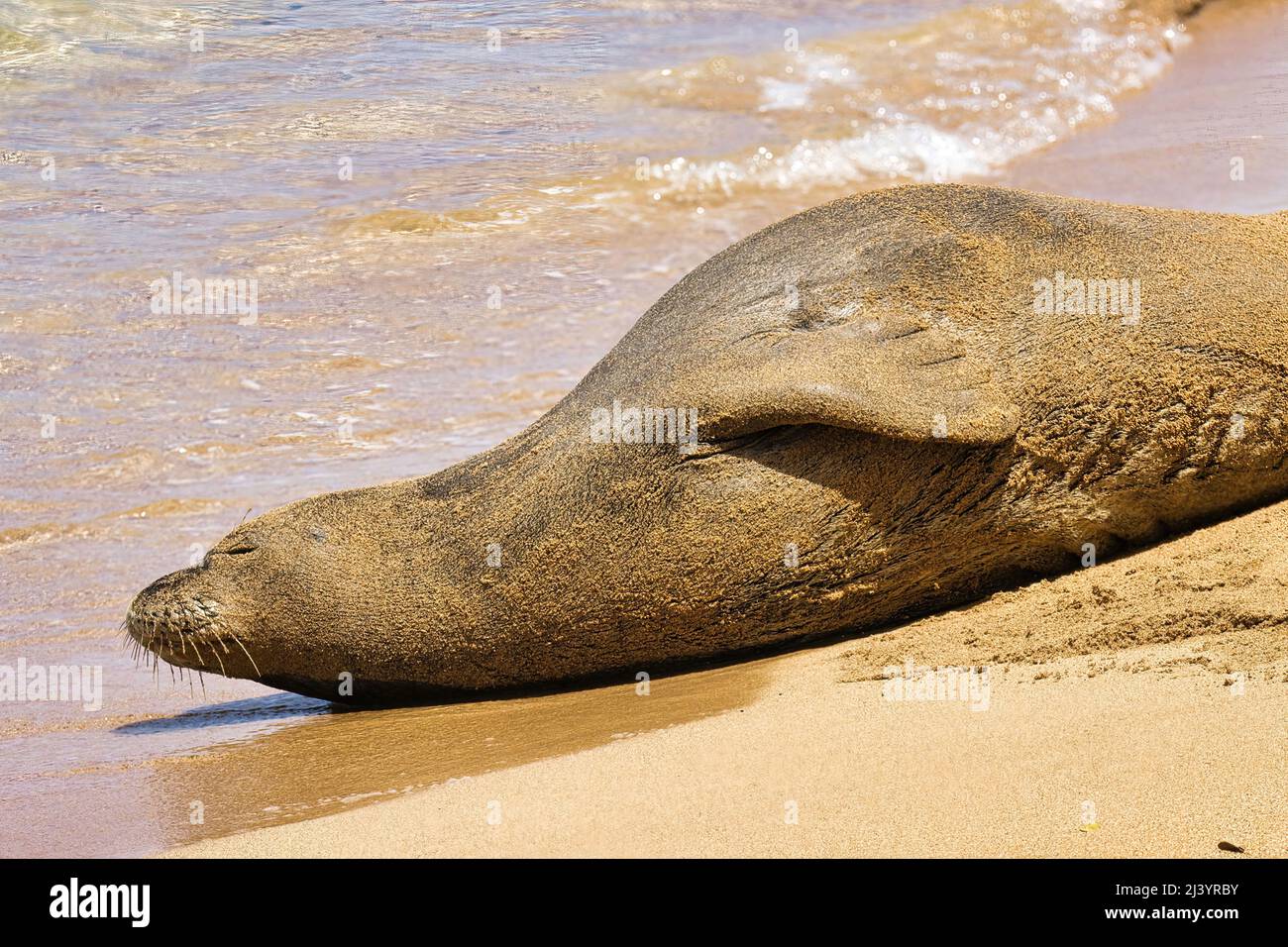Verycute hawaiianische Mönchsrobbe ruht auf einem maui Strand. Stockfoto