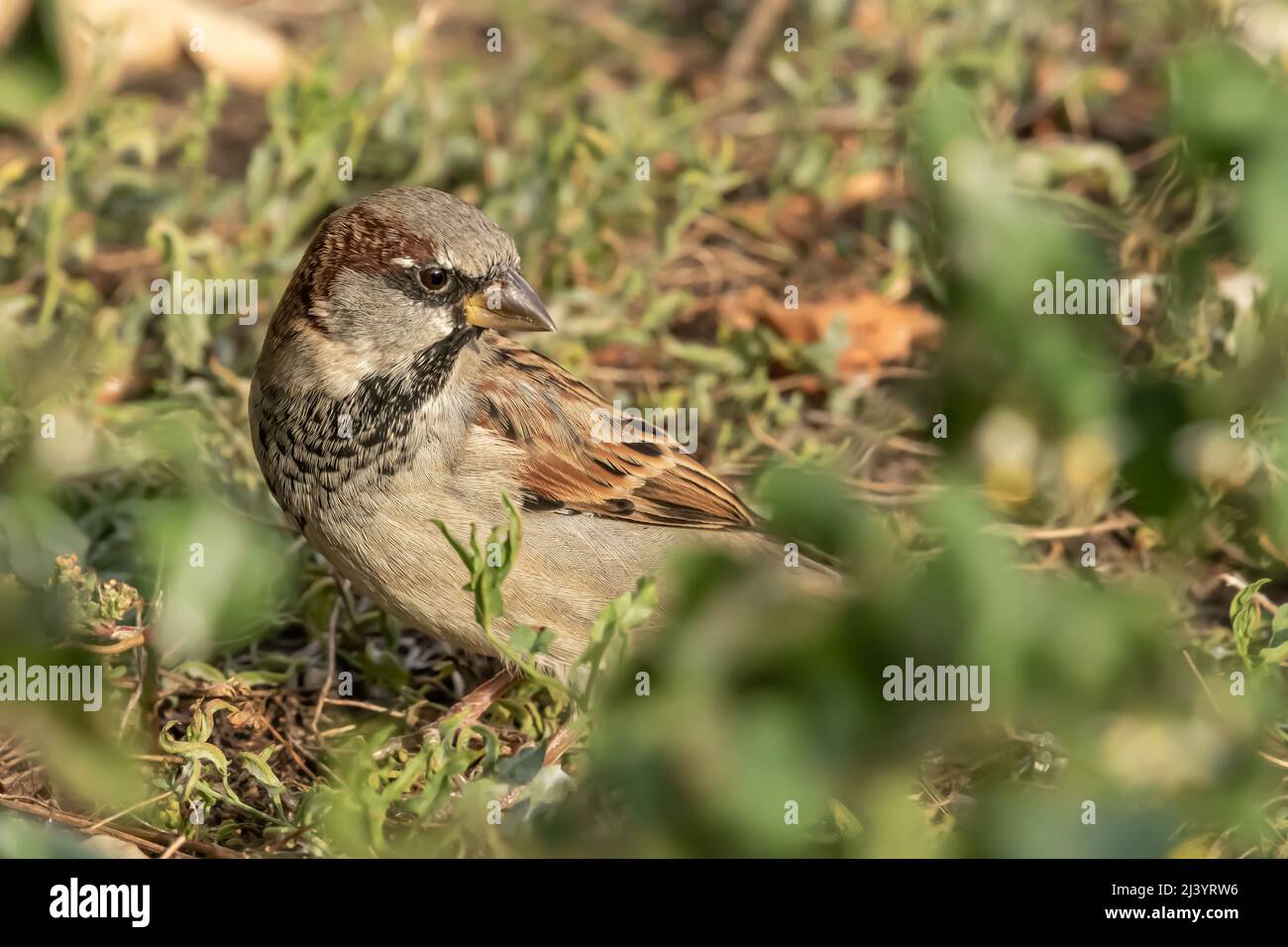 Männlichen oder weiblichen Haussperling oder Passer Domesticus ist ein Vogel der Spatz Familie Passeridae, gefunden in den meisten Teilen der Welt Stockfoto