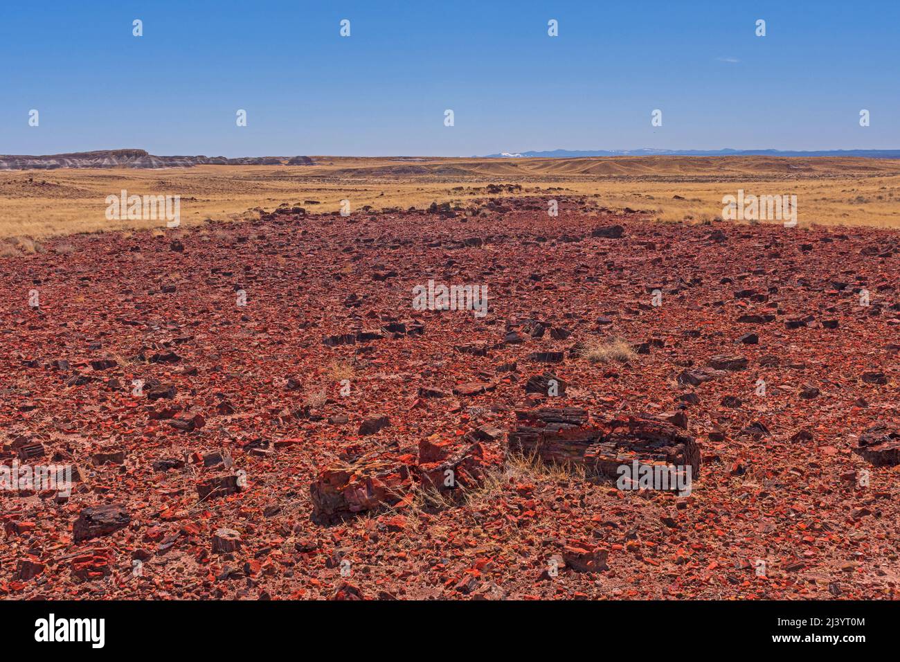 Versteinerte Holzschutt Feld in der Wüste im Petrified Forest National Park in Arizona Stockfoto