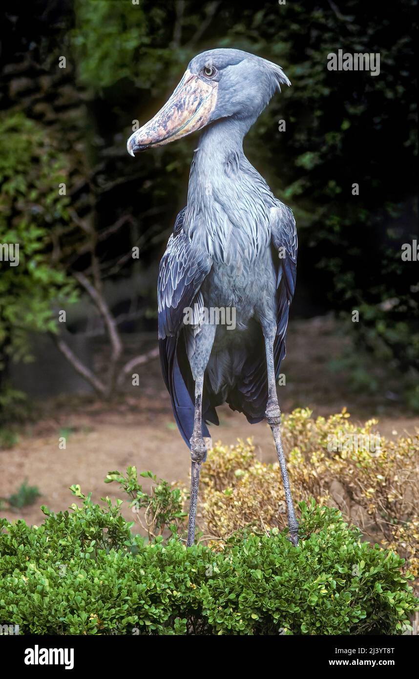 African Shoebill Stork (Balaeniceps rex), Afrika Stockfoto