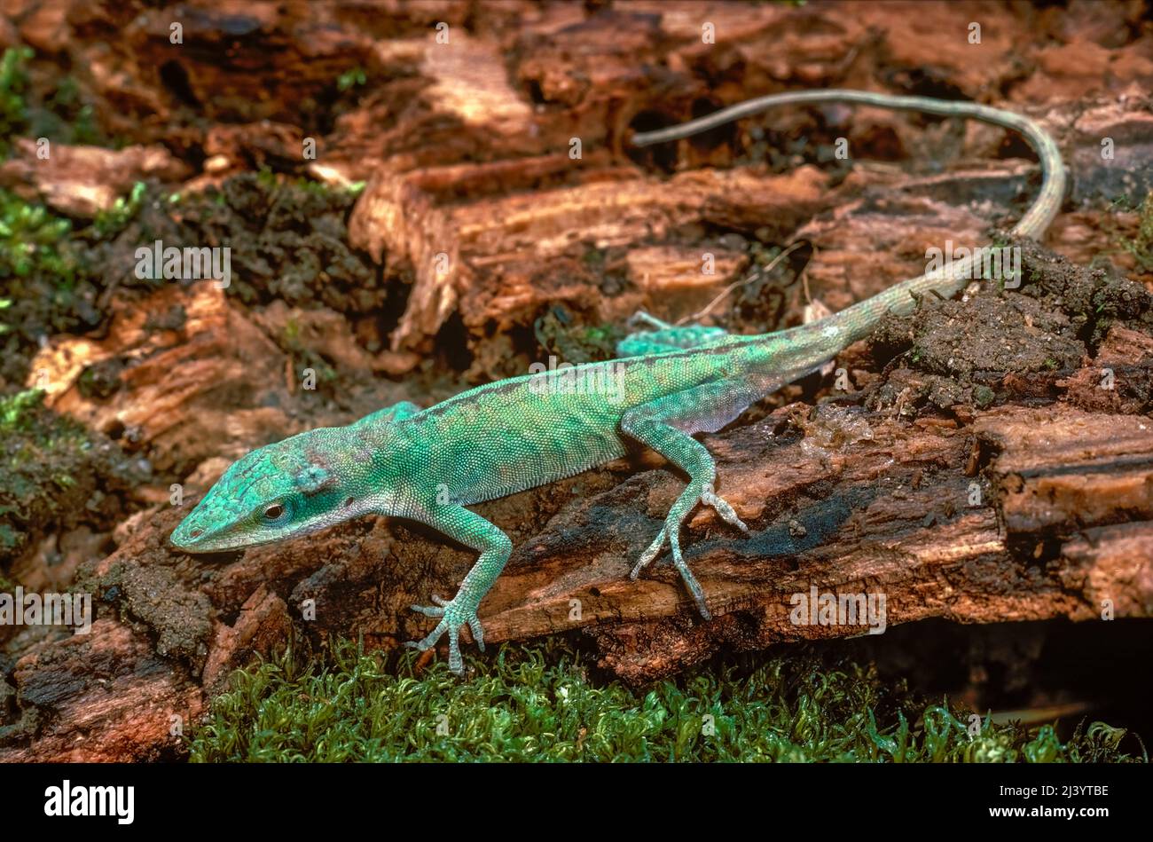 Carolina Anole (Anolis carolinensis) Stockfoto