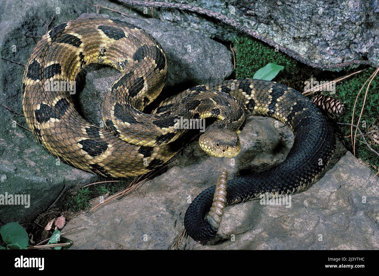 Timber Rattlesnake (Crotalus horridus horridus), USA Stockfoto