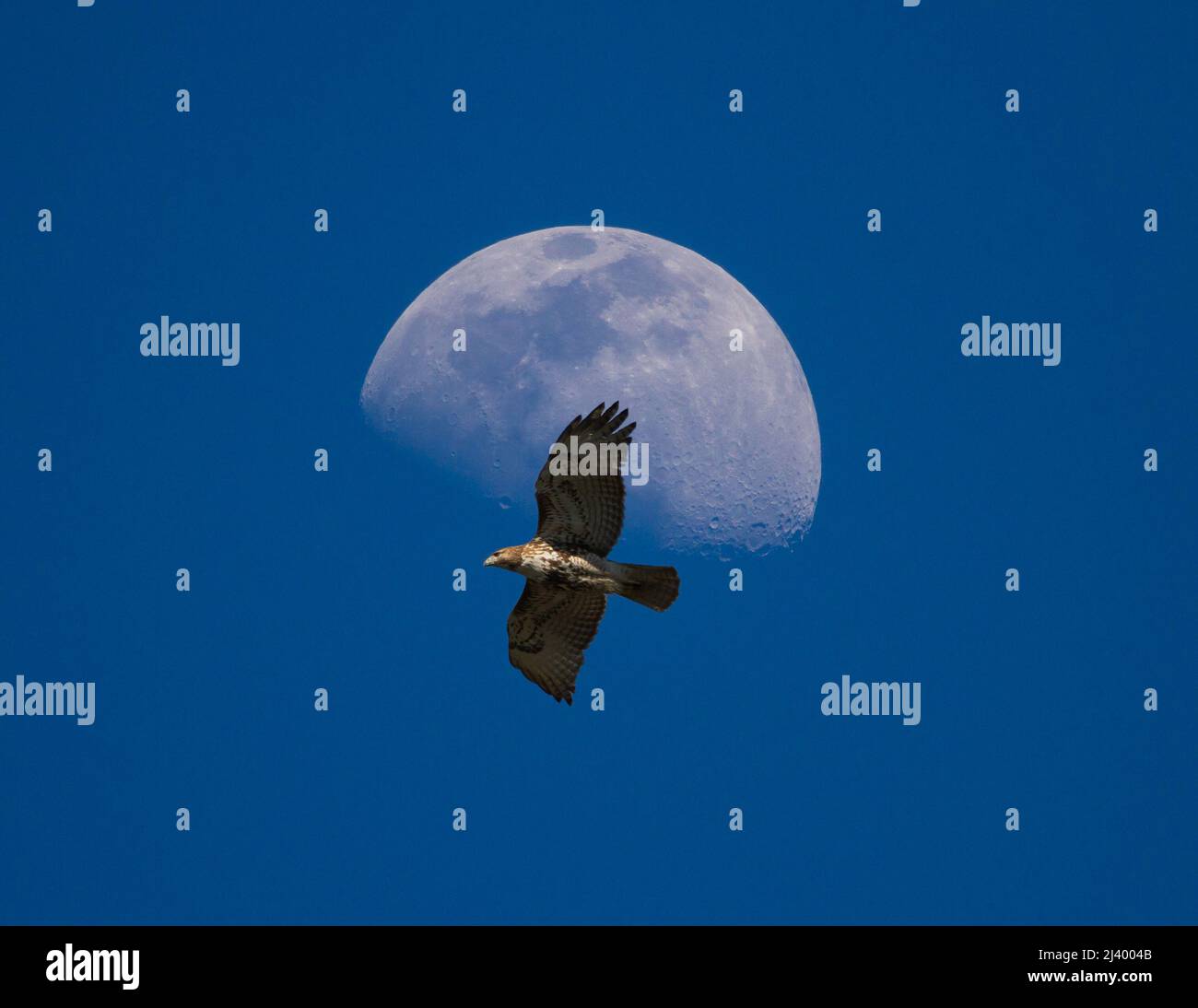 Ein Rotschwanzfalke schwebt in der späten Nachmittagssonne an einem Dreiviertelmond vorbei. Stockfoto