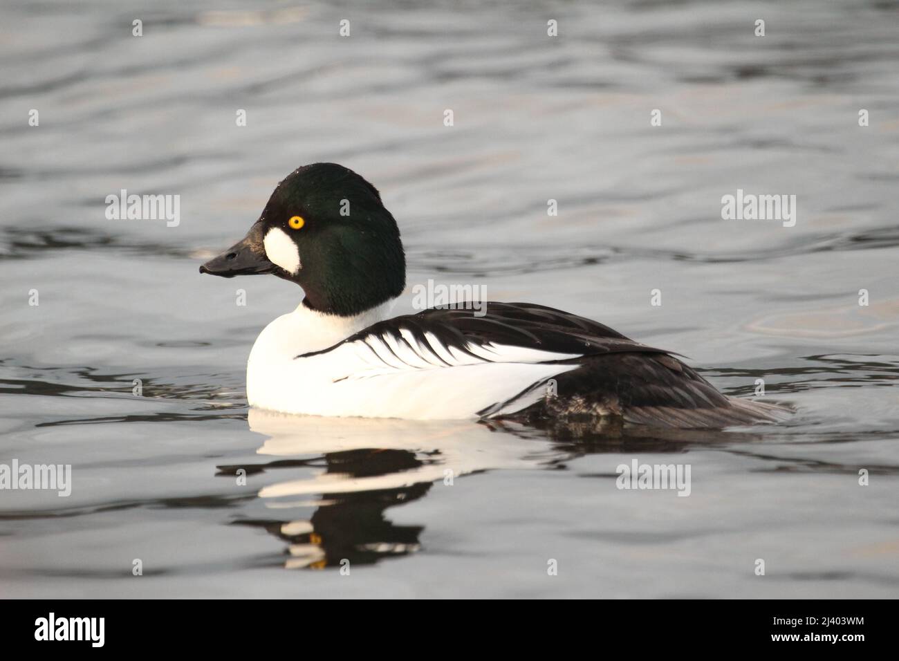 Seitenansicht einer männlichen Gemeine Goldeneye (Bucephala clangula)-Ente, die im Wasser schwimmt oder schwimmt. Stockfoto
