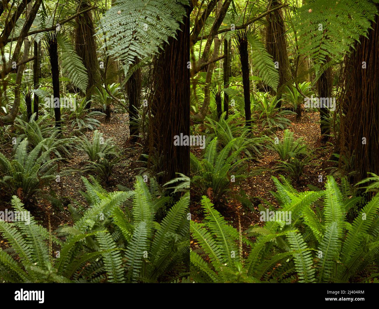 Unpolarisierte und polarisierte Versionen des einheimischen Busches in der Nähe der Purakanui Falls, Catlins, South Otago, South Island, Neuseeland Stockfoto