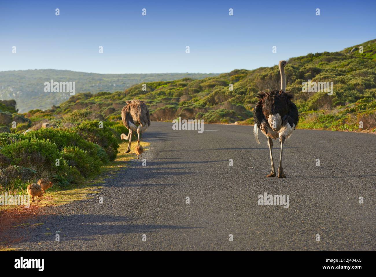 Auf die Straße Rückansicht eines männlichen und weiblichen Straußes, der eine geteerte Straße entlang geht. Stockfoto