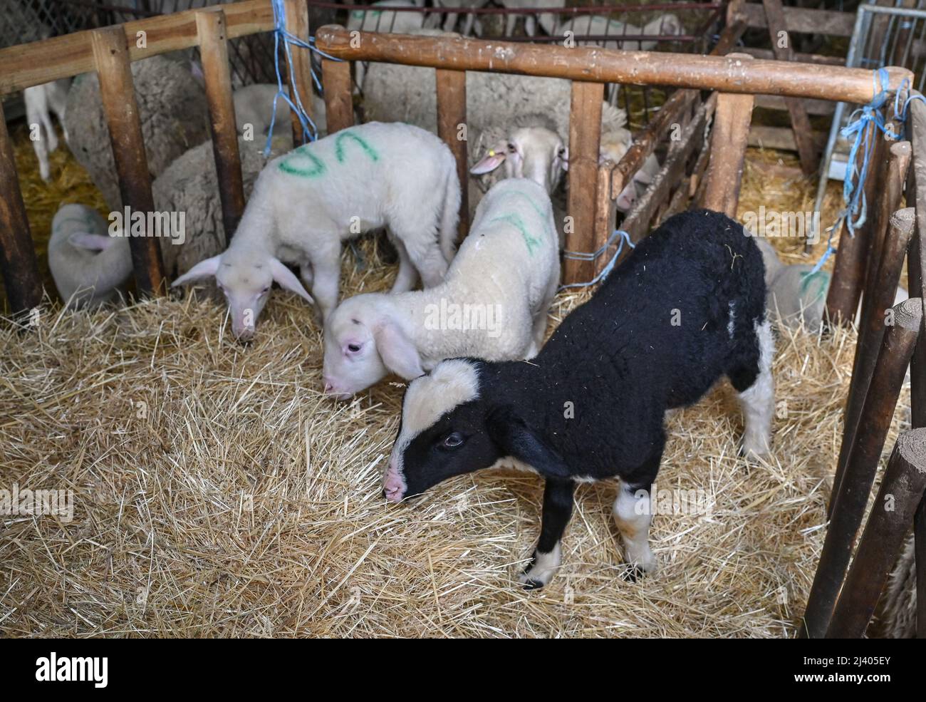 07. April 2022, Brandenburg, Müncheberg: Das schwarze Lamm 'Oreo' unterscheidet sich deutlich von seinen Altersgenossen im Stall des Schäferhundes Frank Hahnel. Der kleine 'Oreo' ist erst drei Wochen alt und bereits ein kleiner Star unter den Lämmern der Saison beim Meisterhirten Frank Hahnel in Müncheberg (Landkreis Märkisch-Oderland). Die etwa 300 bis 400 Neuankömmlinge werden in der Regel nicht namentlich genannt. „Aber der kleine Bock mit seinem schwarzen Mantel ist bereits ein Blickfang in der Gruppe“, sagt Hanel. Das kleine zieht die Aufmerksamkeit auf sich, zusammen mit den neugierig aussehenden Augen und dem noch weichen Fell. Foto: Patrick Pl Stockfoto