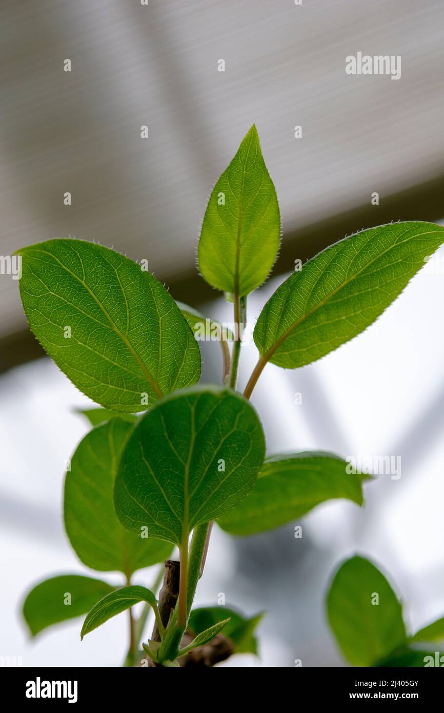 Die winterharten Kiwi (Actinidia arguta) grünen Blätter im frühen Frühjahr. Stockfoto