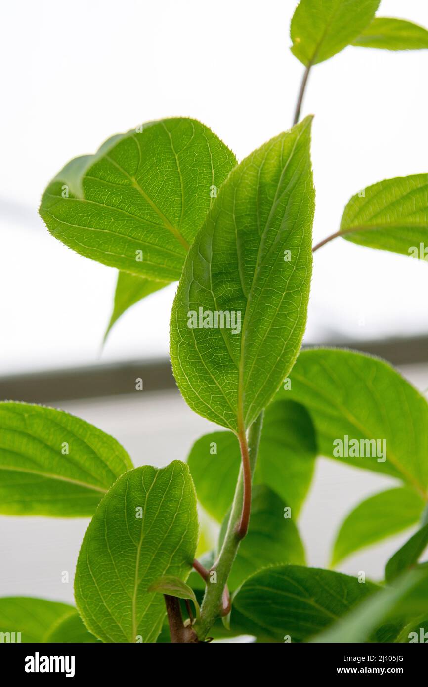 Die winterharten Kiwi (Actinidia arguta) grünen Blätter im frühen Frühjahr. Stockfoto