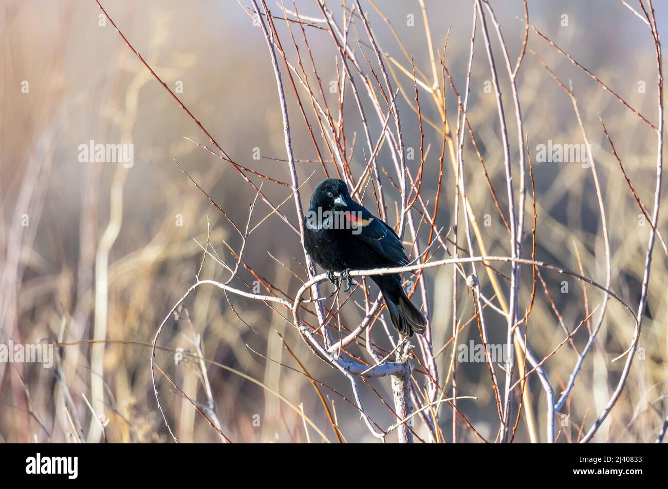 Rotflügeliger Amsel im Alamosa National Wildlife Refuge, Southern Colorado Stockfoto