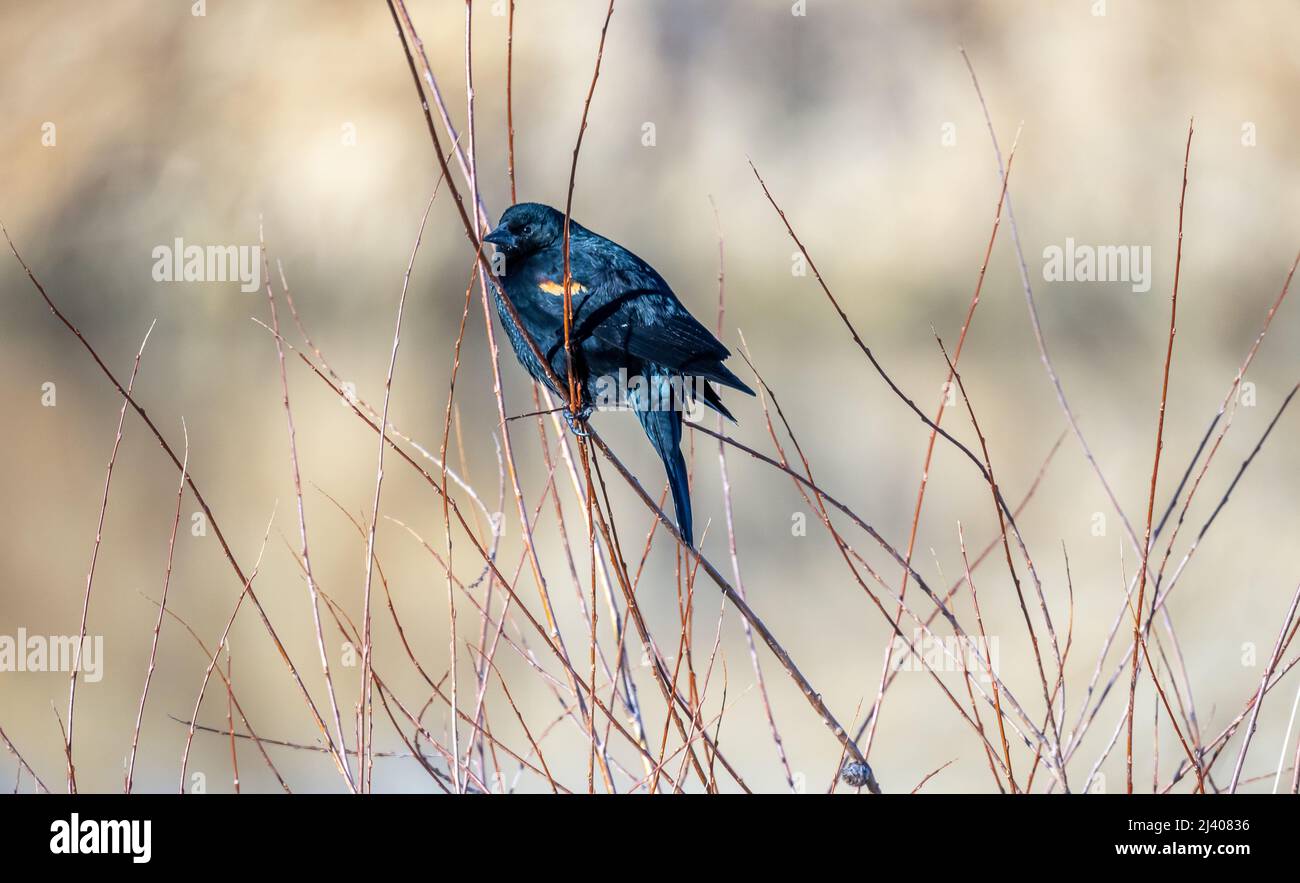 Rotflügeliger Amsel im Alamosa National Wildlife Refuge, Southern Colorado Stockfoto