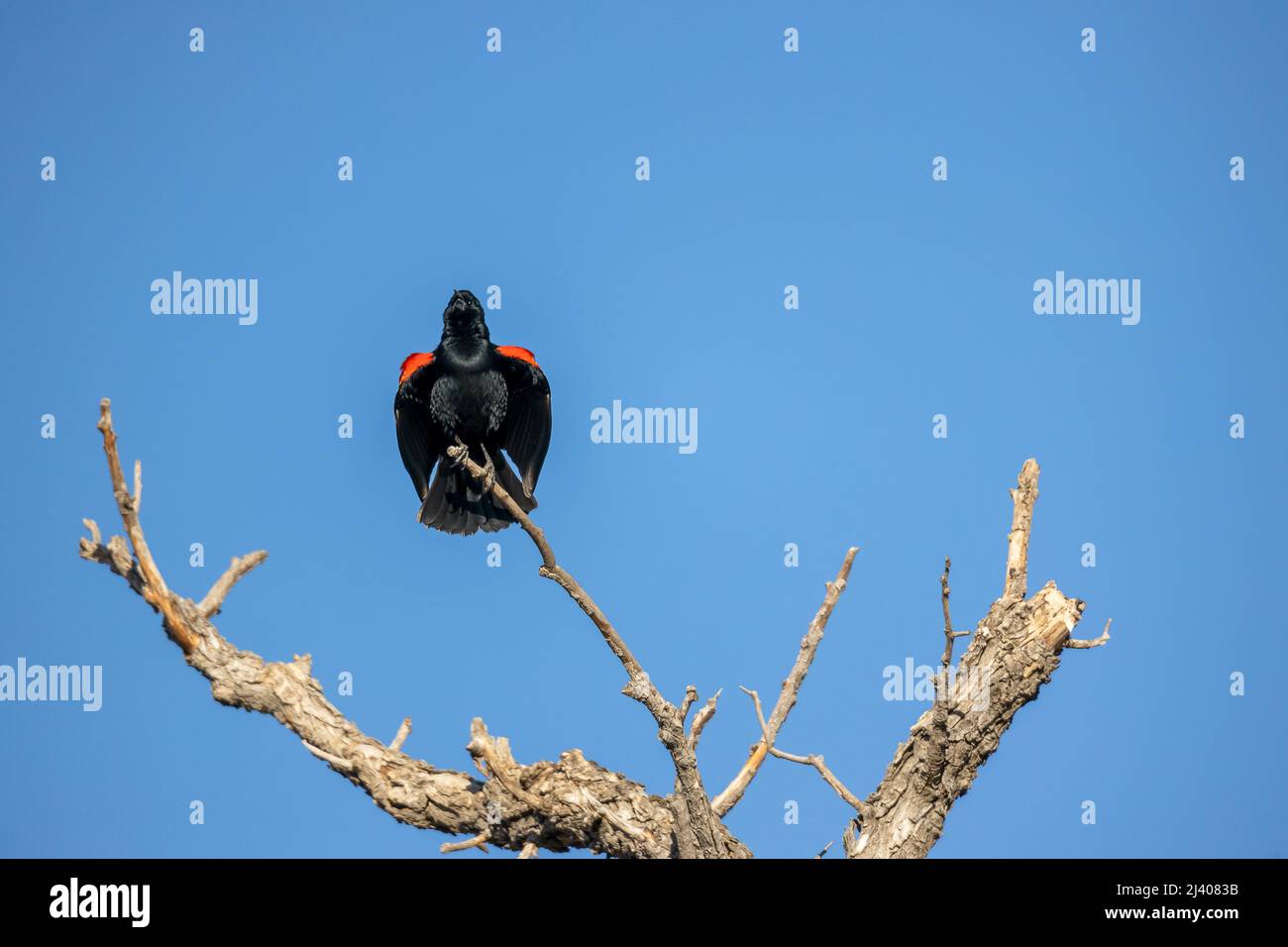 Rotflügeliger Amsel im Alamosa National Wildlife Refuge, Southern Colorado Stockfoto
