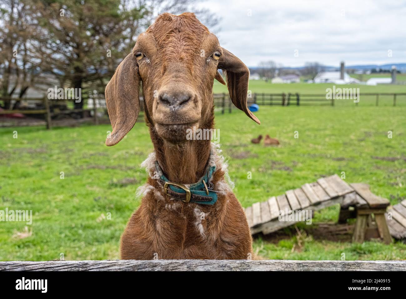 Neugierige Ziege, die über einen Zaun auf einer Familienfarm in Lancaster County, Pennsylvania, schaut. (USA) Stockfoto