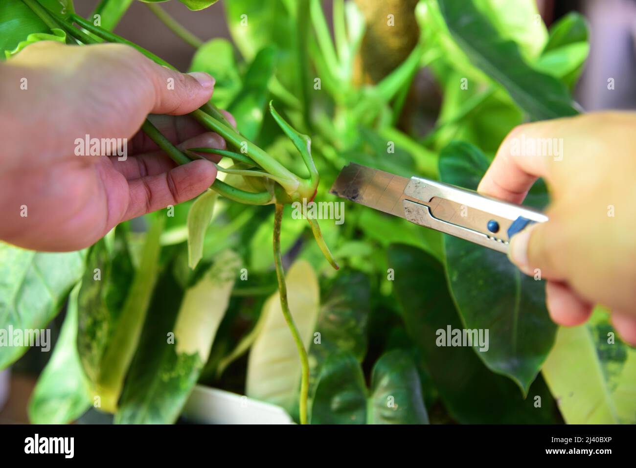 Schneiden Sie den Philodendron burle marx variegated für Pflanze Stockfoto